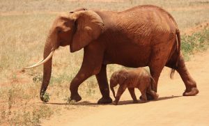 elefante