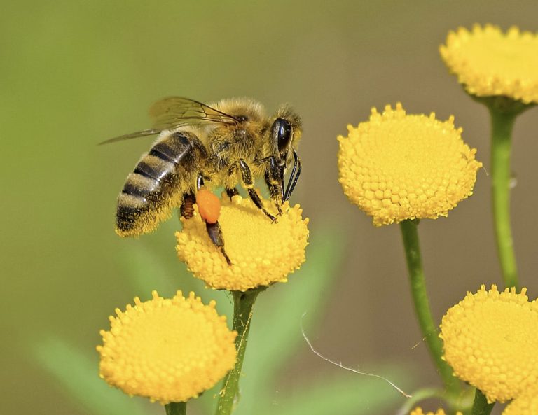 abejas