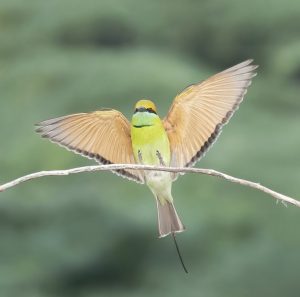 aves