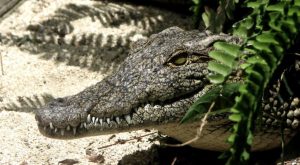 CAIMAN