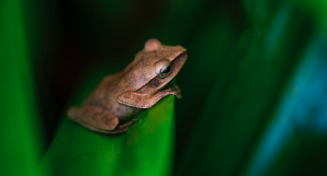 anfibios