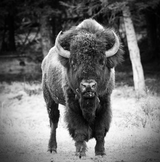 bisonte americano