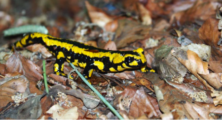 salamandra