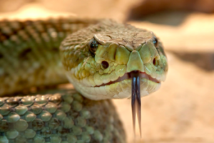 serpiente de cascabel