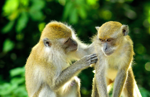 primates