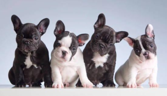 bulldog francés, raza de perro