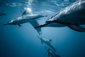 delfines mamíferos, cetáceos marinos