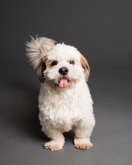 shih tzu