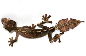 adaptaciones extrañas de la naturaleza