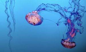 animales más antiguos