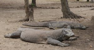Dragón de Komodo