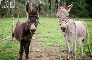 burros asnos