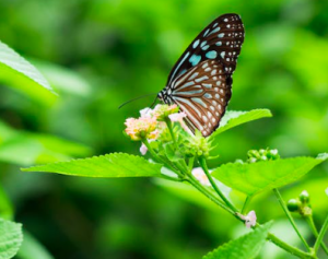 insectos