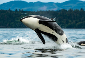 orcas