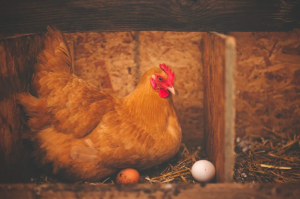 oviparidad