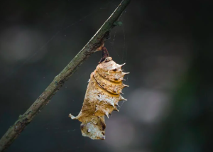 oruga