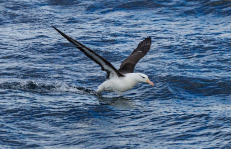 aves marinas