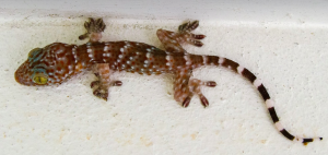 geckos