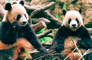 oso panda