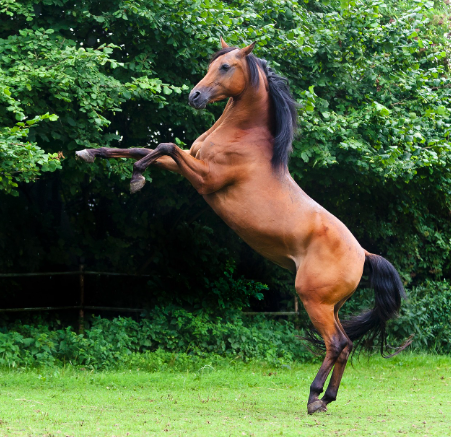 caballo árabe