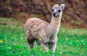 Alpaca