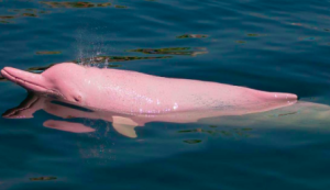 Delfín rosado
