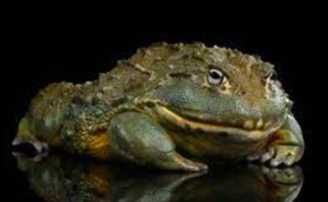 Rana toro africana