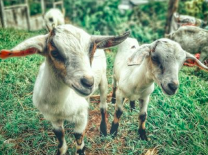cabras