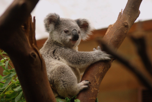 koala