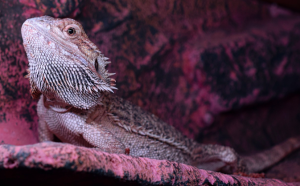 dragones barbudos