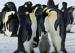 Pingüino emperador en su hábitat antártico