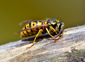 avispas