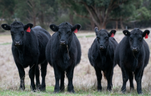vaca Angus