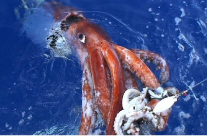 calamar colosal