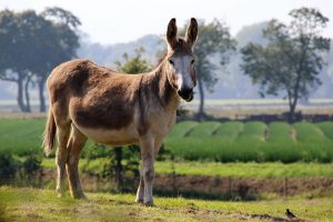 Mula en un entorno rural – características físicas y comportamiento