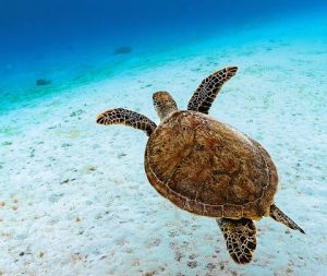 tortuga verde