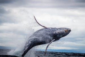 Ballena jorobada saltando en el océano — comportamiento típico de la especie