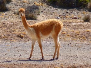 vicuña