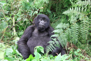 fauna de la selva del Congo