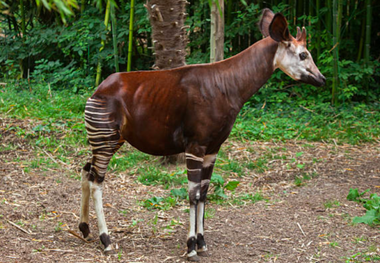 okapi