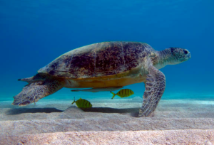 tortuga laúd