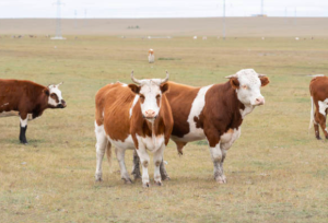 ganado Hereford