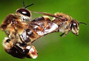 vuelo nupcial abejas