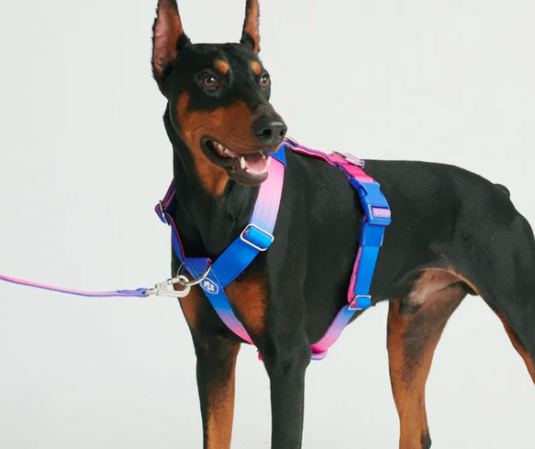 perro con un arnés antitirones