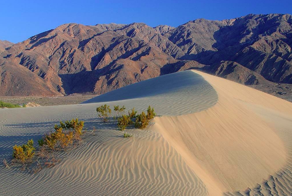 fauna del desierto de Mojave, dunas