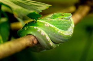 mamba verde oriental