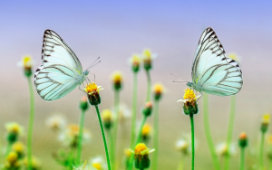 mariposas, uno de los animales con la esperanza de vida más corta del reino animal