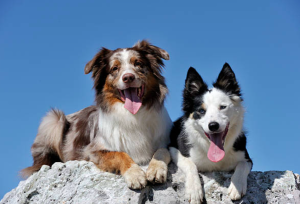 pastor australiano y border collie, diferencias