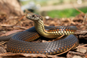 serpiente, animal ectotermo