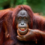 orangutan, taxonomia de los primates